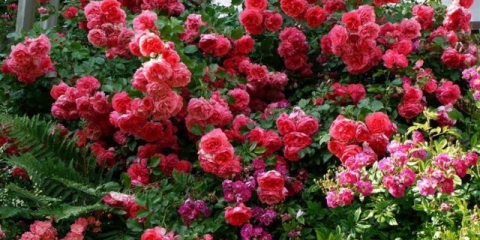 Park ruže: njega i uzgoj, kada saditi u jesen na otvorenom terenu